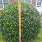 Shot Ski, 5 shot made from a real Dynastar Max & Molly snow ski - One Off Ski